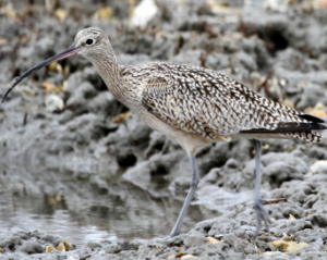 ARK Curlew